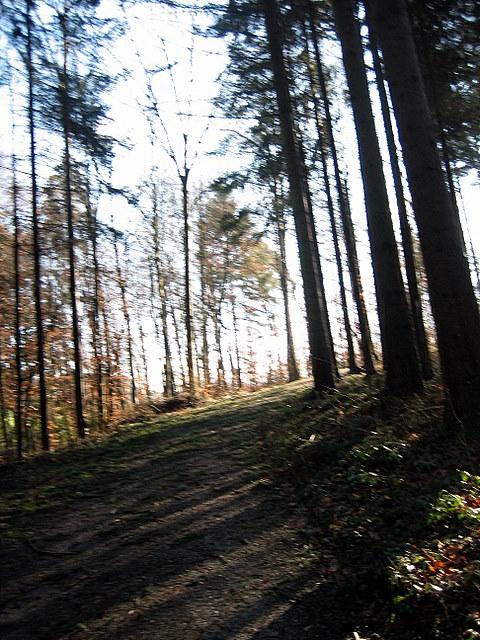 Immer sch�n durch den Wald 