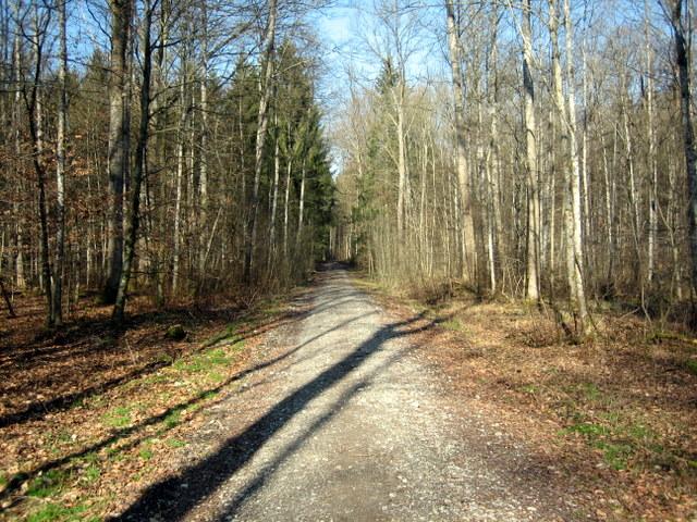 Auf dem Waldstck zwischen Grasbeuren und Mhhofen�