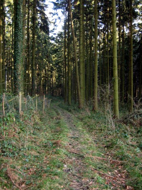schner kleiner Waldpfad Richtung Grnwangen�
