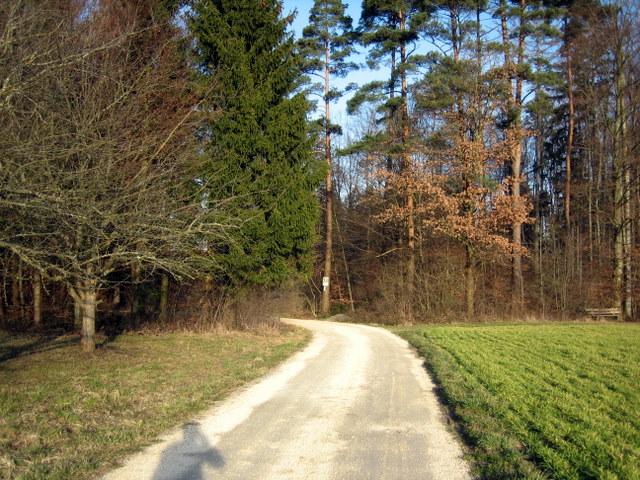 Waldstck zwischen Bermatingen und Gehrenberg�