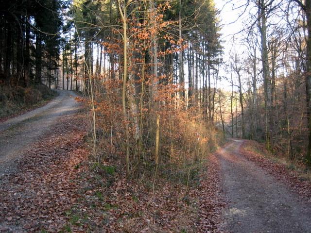Abwechslungsreiches Gel�nde im Wald 