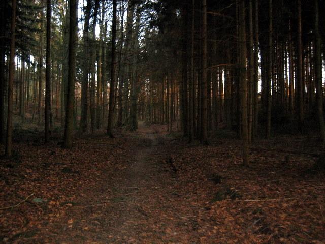 Das steilste Stck berstanden, nur noch ein paar Hundert Meter zum Gehrenbergturm�