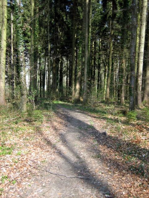 Kleiner Trail bei Altenbeuren 